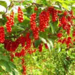 Лимонник китайский 1л