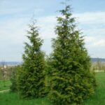 Туя гиганская складчатая 3л