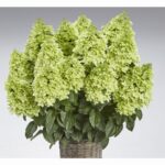 Гортензия метельчатая Пантеон "Pantheon" 3л