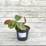 Маранта d12 (т) МФ