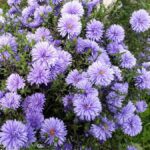 Астра новобельгийская Мари Баллард d9-10