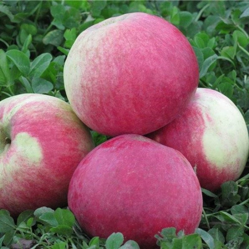 melba-800x800 Яблоня Мельба 3,5л — изображение 1