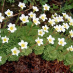 Камнеломка d12