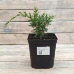 Можжевельник чешуйчатый Холгер "Holger" d17 (2л)