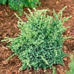 Можжевельник чешуйчатый Холгер "Holger" d9-10