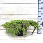 Можжевельник обыкновенный Грин Карпет "Green Carpet" d17 (2л) высота 30+