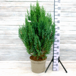 Можжевельник китайский Стрикта (10л) d28