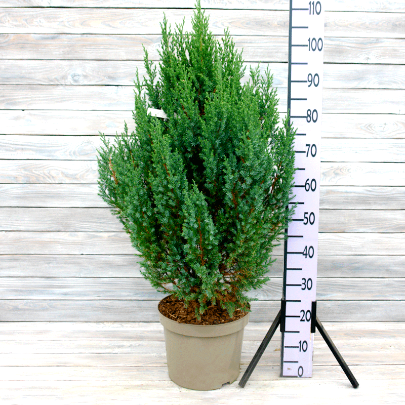 Можжевельник-китайский-Стрикта-28-(1) Можжевельник китайский Стрикта (10л) d28 — изображение 1