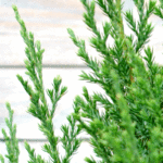 Можжевельник китайский Стрикта (10л) d28 — изображение 2