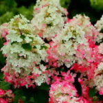 Гортензия метельчатая Мэджикал(Меджикал) Везувио 2л