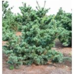 Сосна мелкоцветковая Негиши d 28 (10л)