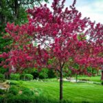 Яблоня декоративная Роялти (ком в сетке)