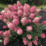 Гортензия метельчатая Сандей Фрайз "Sundae Fraise" d9-10