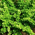 Барбарис Тунберга зеленый 3,5л