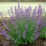 Котовник Фассена Кит Кэт "Kit Cat" d12