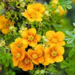 Лапчатка кустарниковая Манго Танго 2л