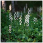 Грушанка круглолистная d12