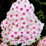 Флокс метельчатый Европа "Europa" d15