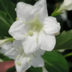 Вейгела цветущая Сноуфлейк "Snowflake" 1,5-2л