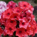 Флокс Текила Санрайз "Tequila Sunrise" d15