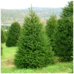 Ель европейская d12