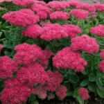 Седум (Очиток) Бриллиант d19