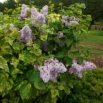 Сирень Пестролистная 3,5л