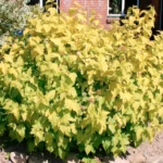 Пузыреплодник калинолистный Дартс Голд "Dart's Gold" 5л (маточ.)