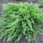 Можжевельник казацкий Аркадия 7л