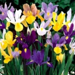 Ирис микс, смесь окрасок d19