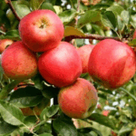 Яблоня Гала Маст "Gala Mast" 6-7л