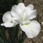 Ирис сибирский Галлз Уинг (Галлс Винг) d12