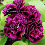 Примула Ксавьер "Xaver" d9-10