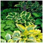 Хоста микс, гибридная d15