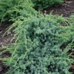 Можжевельник китайский Блю Альпс "Blue Alps" d17 (2л) высота 30+