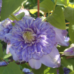 Клематис махровый Блю Лайт d15