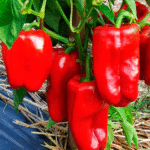 Перец d12