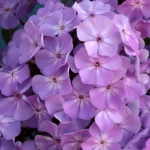 Флокс метельчатый Фея "Feya" d12