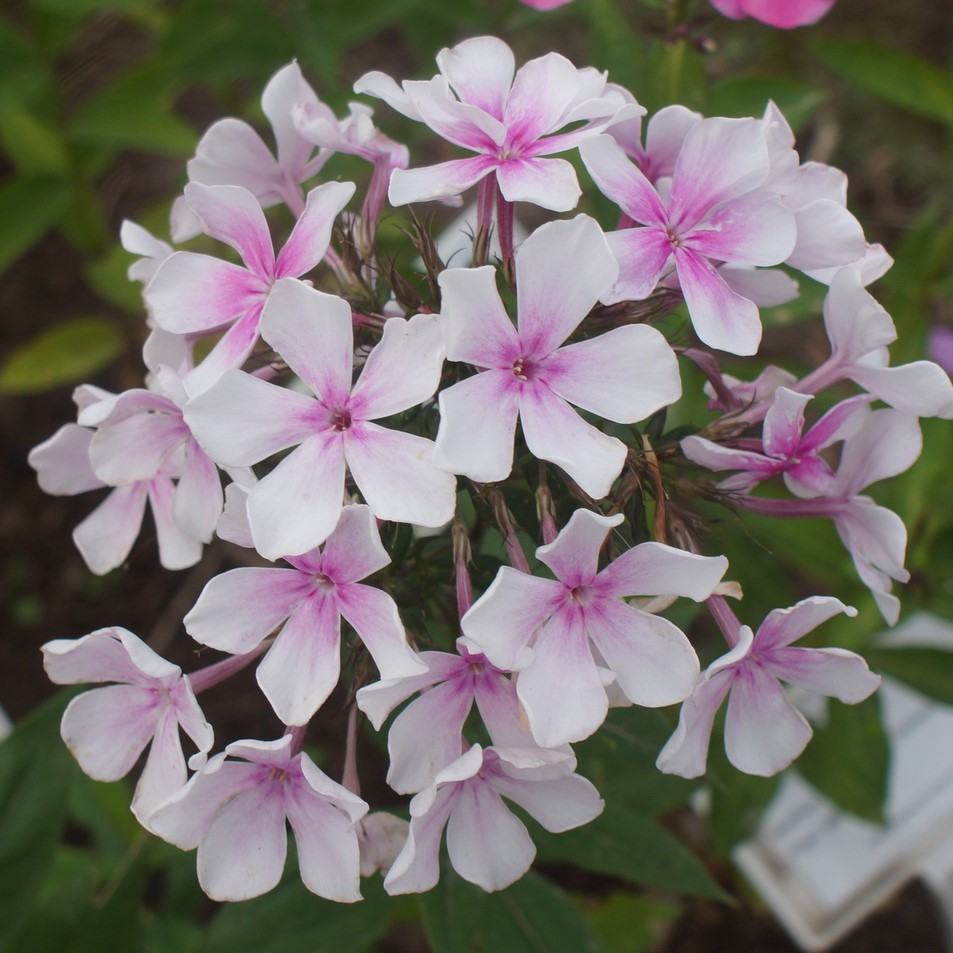 Phlox-‘Marusya‘ Флокс метельчатый Маруся d9-10 — изображение 1