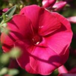 Флокс метельчатый Мари "Mary" d12