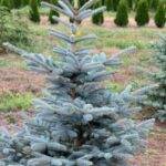 Ель колючая Хупси 7л