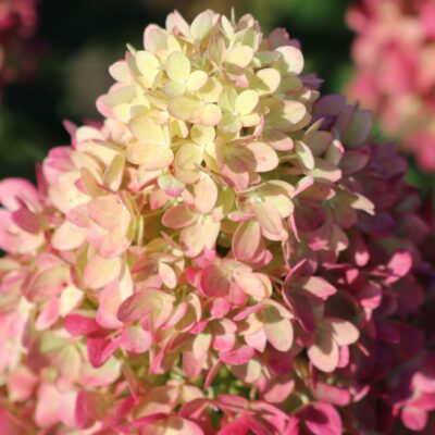 Гортензия метельчатая Гарденлайт Пинклайт "Gardenlight Pinklight" d9-10