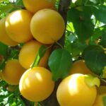 Шарафуга Желтая 4-6л