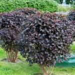 Пузыреплодник Диабло 3,5л