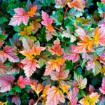 Пузыреплодник калинолистный Здеховице "Zdechovice" 2л