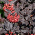 Пузыреплодник Ред Барон 5л