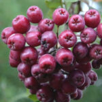 Рябина Гранатовая 5л