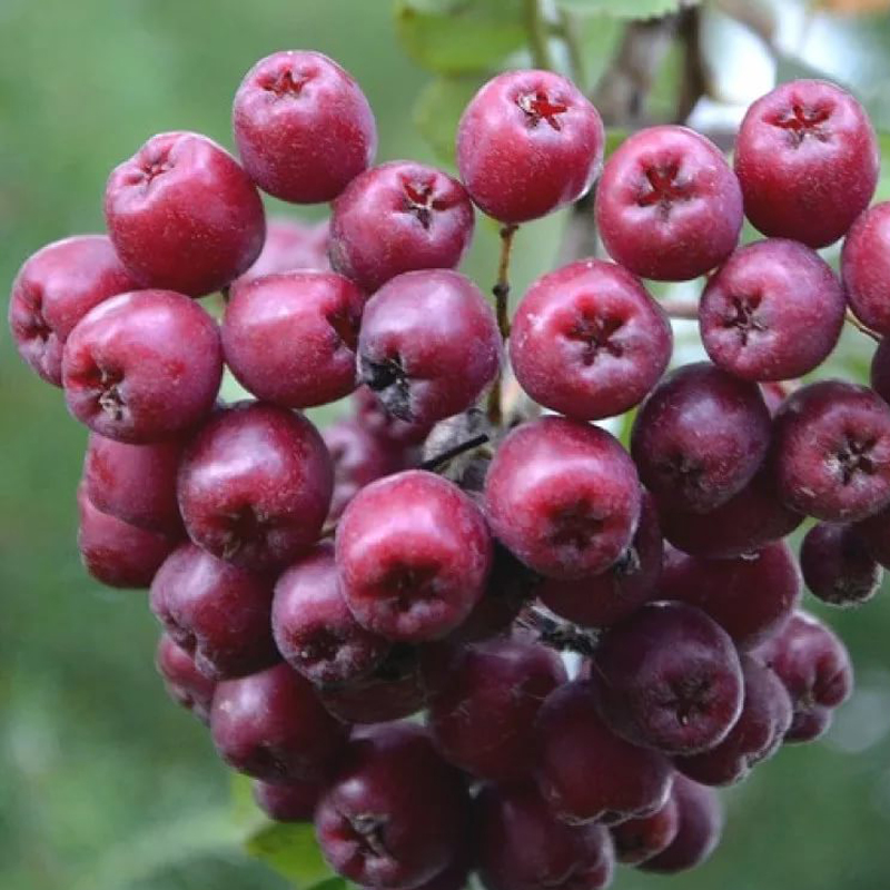 pxujoxrn06e2pfigh5ty3uys64o9p1pc Рябина Гранатовая 5л — изображение 1