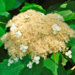 Гортензия радиальная "Radiata" d10