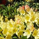 Рододендрон Каролин(Профессор) Шольц "Carolin Scholz" 2л